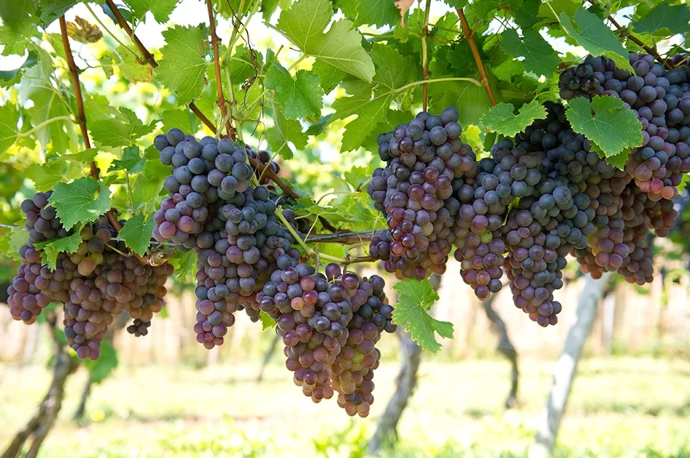 Introduction To Professional Italian Wine Tasting